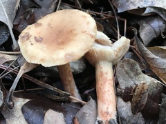 Lactarius imperceptus