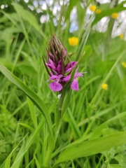 Dactylorhiza purpurella