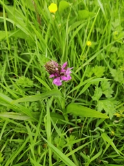 Dactylorhiza purpurella