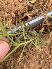 Asclepias fascicularis