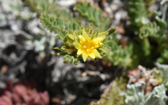 Ivesia gordonii