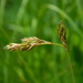 Northern Meadow Sedge - Photo (c) mhays, some rights reserved (CC BY-NC), uploaded by mhays