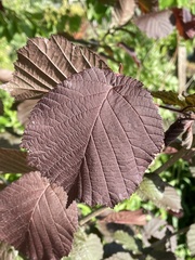 Corylus avellana
