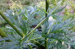 Molopospermum peloponnesiacum