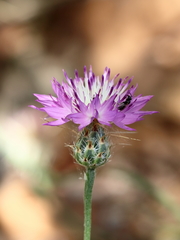 Centaurea crocodylium
