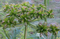 Molopospermum peloponnesiacum