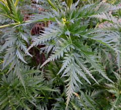 Molopospermum peloponnesiacum