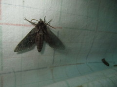 Lapara bombycoides