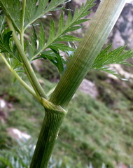 Molopospermum peloponnesiacum