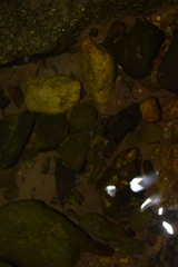 Gerromorpha