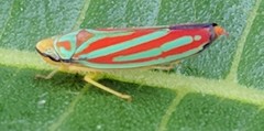 Graphocephala