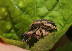 Hypera conmaculata