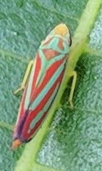 Graphocephala