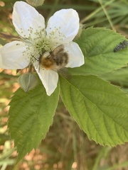 Bombus pascuorum