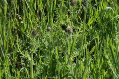 Cirsium filipendulum