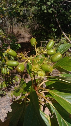 Bremeria pervillei image