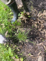 Carex muskingumensis