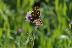 Cirsium filipendulum