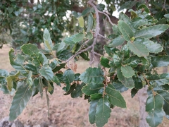 Quercus trojana