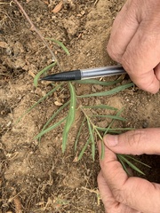 Asclepias fascicularis