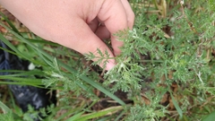 Artemisia abrotanum