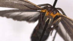 Cisseps fulvicollis