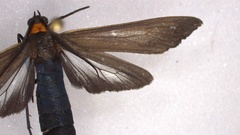 Cisseps fulvicollis