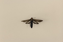 Cisseps fulvicollis