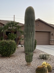 Carnegiea gigantea