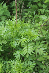 Datisca cannabina