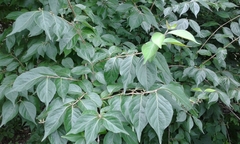 Lonicera