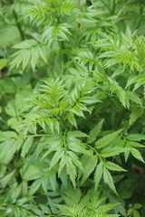 Datisca cannabina