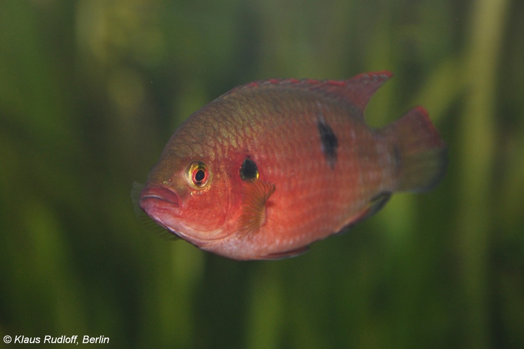 Red Jewel Cichlids