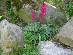 Astilbe rubra