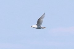 Larus hyperboreus