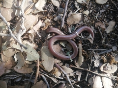 Xerotyphlops vermicularis