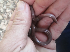 Xerotyphlops vermicularis