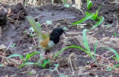 Pipilo maculatus macronyx