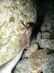 Lapara bombycoides