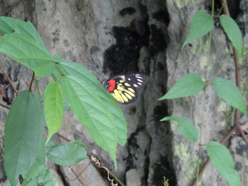 Red-based Jezebel