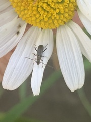 Grammoptera ruficornis