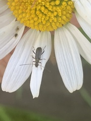 Grammoptera ruficornis