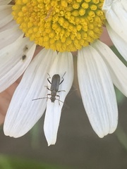 Grammoptera ruficornis