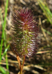 Phleum alpinum