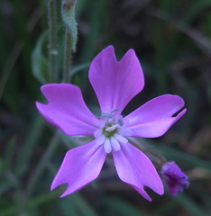 Silene psammitis
