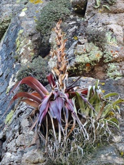 Tillandsia parryi