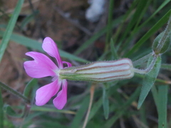 Silene psammitis