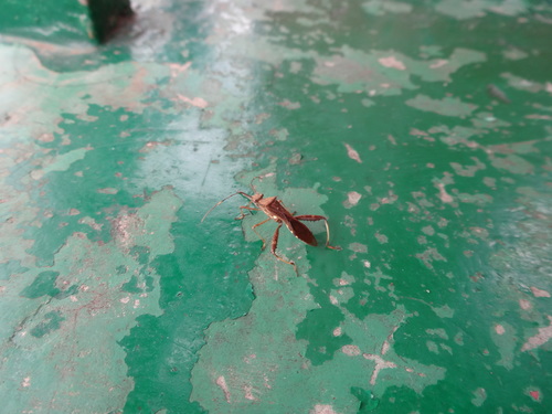 Riptortus pedestris