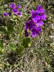 Primula latifolia