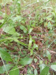 Melica nutans